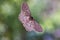 Common brown moth on a window underbelly view macro close up shot green foliage background