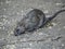 Common brown rat