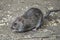 Common brown rat