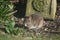 A common brown rat nibbling food