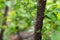 Common brown scales colony sucking sap from a plum fruit tree