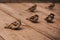 Common brown sparrows are sitting on a wooden floor in the street