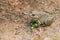 Common brown thai frog in farm