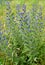 Common bruise Echium vulgare L.. flowering shoots