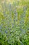Common bruise Echium vulgare L.. Flowering shoots