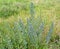 Common bruise Echium vulgare L.. General view of a flowering plant