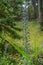 Common Bruise plant, honeyeater Echium vulgare, tall plant with blue flowers