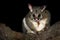 Common Brush-tailed Possum - Trichosurus vulpecula -nocturnal, semi-arboreal marsupial of Australia