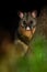 Common Brush-tailed Possum - Trichosurus vulpecula -nocturnal, semi-arboreal marsupial of Australia, introduced to New Zealand