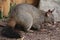 Common brushtail possum