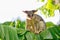 Common Brushtail Possum On Banana Tree