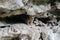 Common brushtail possum in the caves of Umpherston Sinkhole in Mount Gambier, Australia