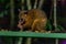 Common Brushtail Possum Eating Peanuts at a Feeding Station