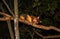 Common Brushtail Possum Trichosurus vulpecula climbing a tree in Queensland rainforest at night