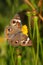 Common Buckeye