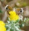 Common Buckeye Butterfly