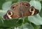 Common Buckeye Butterfly