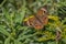 Common Buckeye Butterfly