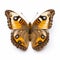 Common Buckeye Butterfly: Aerial View With Layered Imagery