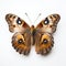 Common Buckeye Butterfly With Bright Orange Eyes On White Background