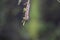 Common Buckeye butterfly caterpillar, Junonia coenia