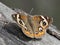 Common Buckeye Butterfly - Junonia coenia
