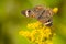 Common Buckeye Butterfly - Junonia coenia