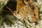 a common buckeye butterfly junonia coenia on common boneset wild flowers.