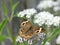 Common Buckeye Butterfly on a Late Blooming Thorough Wort Plant