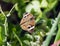 Common Buckeye Butterfly on low vegetation