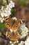 Common Buckeye butterfly pollinating a wild plum flower