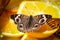 Common Buckeye Junonia Coenia