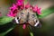 Common Buckeye Junonia Coenia