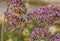 Common Buckeye, Junonia coenia, Butterfly on Purple Nectar Flowers in Arizona Desert