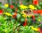 Common Buckeye and tickseed flowers