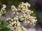 Common buckwheat central Florida