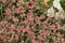 Common buckwheat Fagopyrum esculentum  1