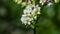 Common Buckwheat or Fagopyrum esculentum white flowers close-up with bokeh background, selective focus, shallow DOF