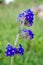 Common bugloss