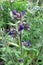 Common bugloss or Alkanet (Anchusa officinalis)