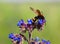 Common bugloss or alkanet with a wasp on it, Scolia Hirta