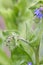 Common bugloss Anchusa officinalis, budding purple-blue flowers