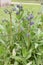 Common bugloss Anchusa officinalis, purple-blue flowering plant