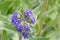 Common bugloss Anchusa officinalis, purple-blue flowers