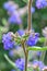 Common bugloss Anchusa officinalis, some purple-blue flowers