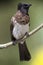 Common Bulbul, Ethiopia