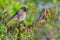 Common Bulbul, Perched