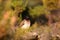 The common bulbul Pycnonotus barbatus in the middle of bushes.Common bulbul in the colorful environment of the autumn bush