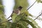 common bulbul that sits on a branch on top of tree