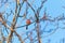 Common bullfinch bird sit on the branches